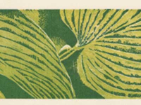 Botanical Art and Illustration Botanical Art and Illustration
