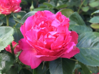 Down The Rabbit Hole with Phipps Adult Education