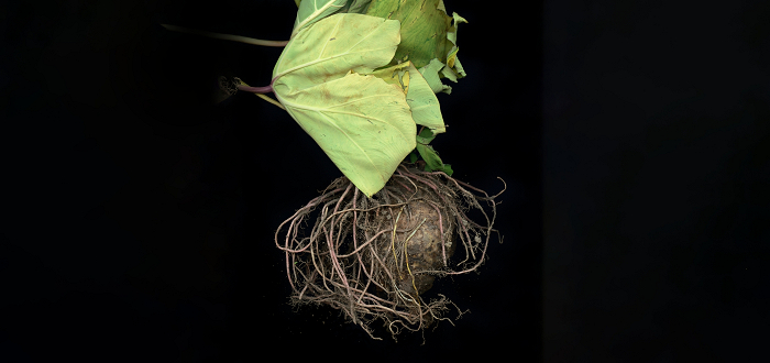 From the Same Bulb: 2005 – 2022, an Exhibit by Sue Abramson From the Same Bulb: 2005 – 2022, an Exhibit by Sue Abramson