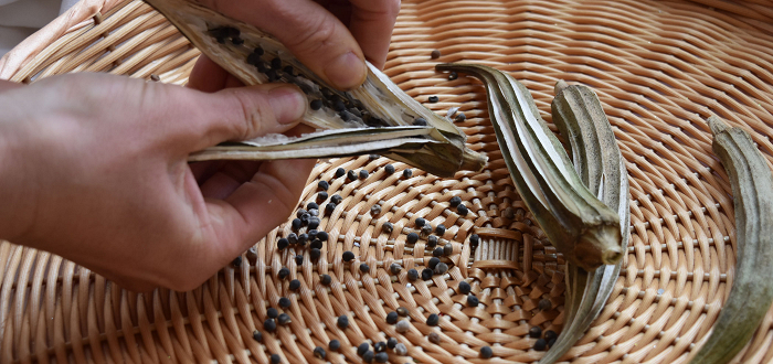 Seed Saving Exhibit