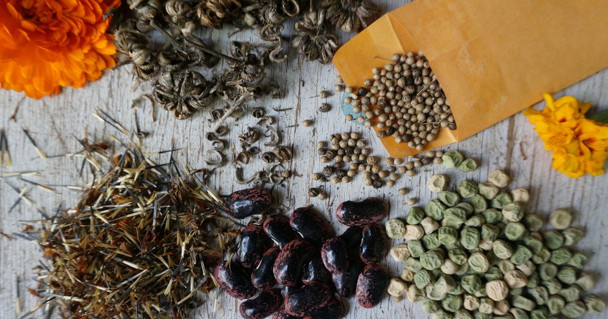 A Celebration of Seeds Tenth Annual Seed and Plant Swap Phipps Conservatory and Botanical