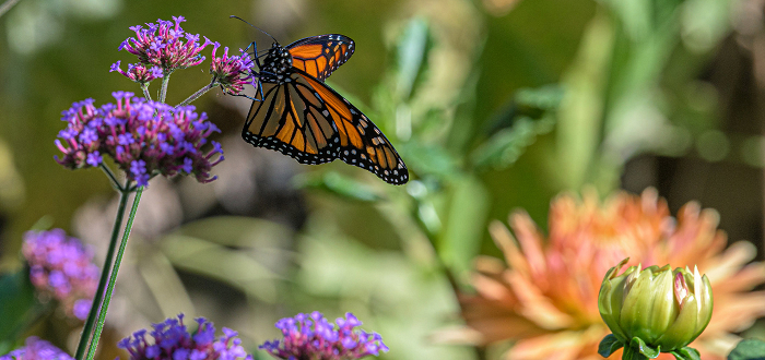 Virtual Summer Short Course: Gardening for Pollinators with Heather Holm Virtual Summer Short Course: Gardening for Pollinators with Heather Holm