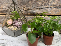Gardening and Botanical Crafts
