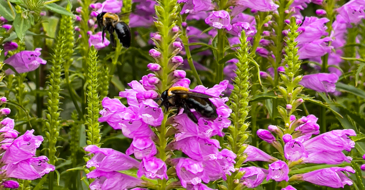 This Week at Phipps: Sept. 20 – 26 This Week at Phipps: Sept. 20 – 26