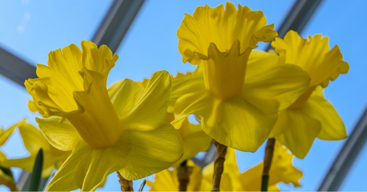Used Bulb Sale Phipps Conservatory and Botanical Gardens Pittsburgh PA