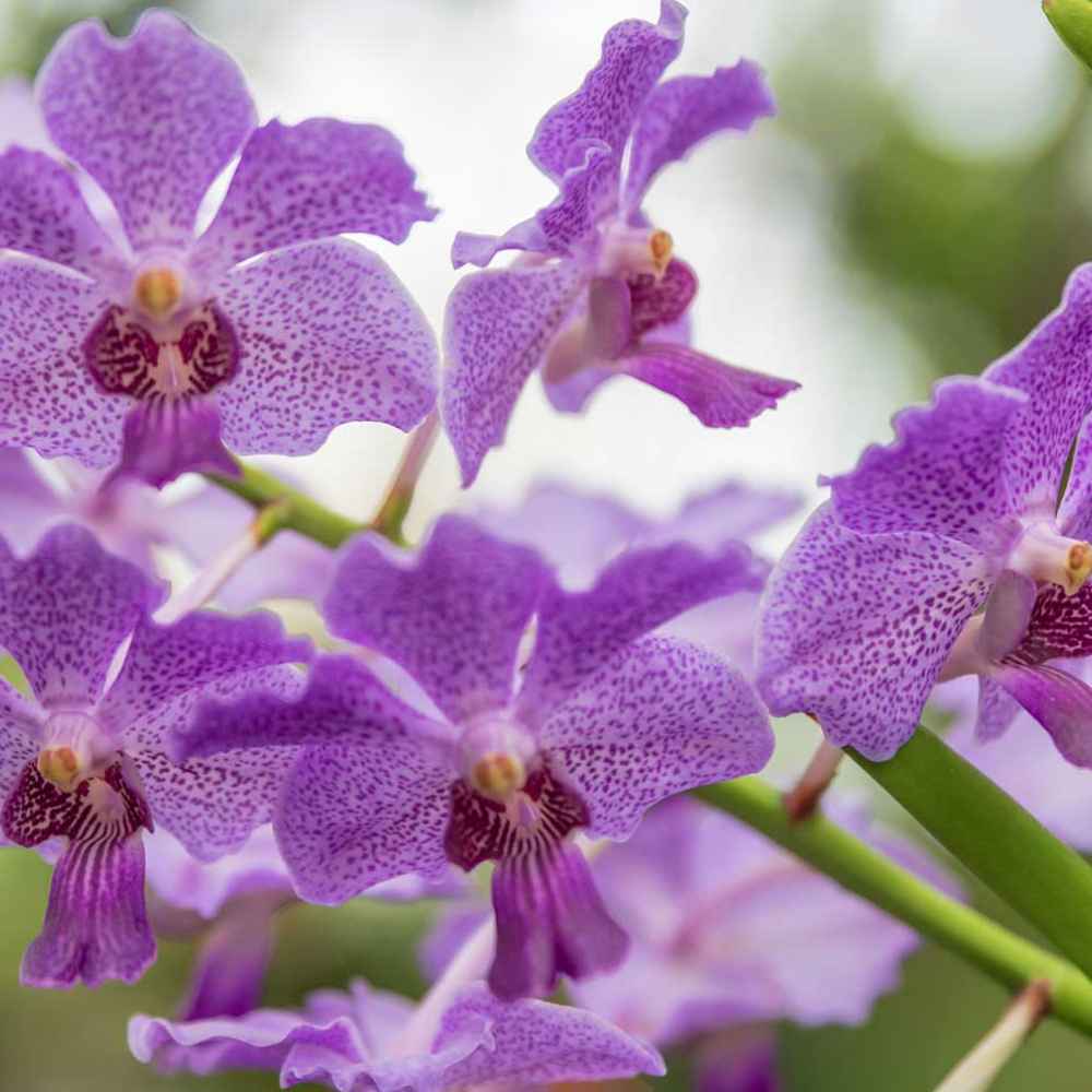 Spring Flower Show Five Senses of Splendor Phipps Conservatory and