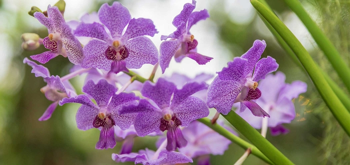 Used Orchid Sale Used Orchid Sale
