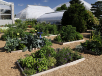 Growing and Cooking Food Portal Growing and Cooking Food Portal
