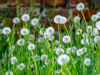 Sustainable Horticulture, Landscape and Garden Design, and Native Plant Landscapes Sustainable Horticulture, Landscape and Garden Design, and Native Plant Landscapes