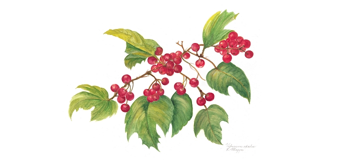 Invasive Plants of Southwestern Pennsylvania: A Botanical Art Exhibit