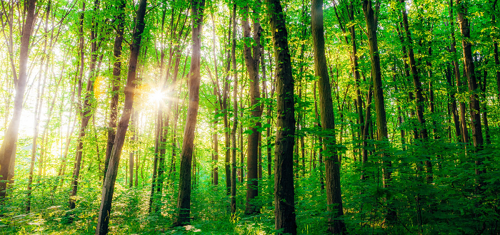 #bioPGH: Science Table Talks: Celebrate Wild Pennsylvania! #bioPGH: Science Table Talks: Celebrate Wild Pennsylvania!