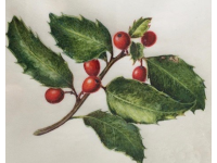 Botanical Art and Illustration Botanical Art and Illustration